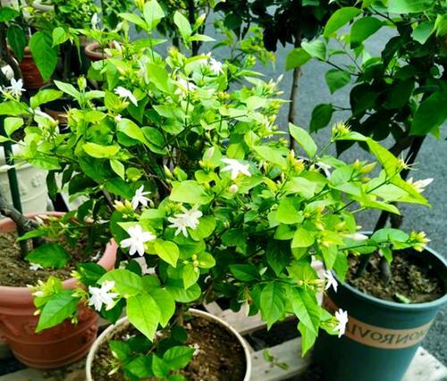 茉莉盆栽挑选技巧有哪些？