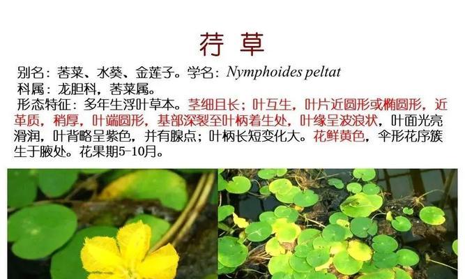 水中的花有哪些？它们在水生生态系统中扮演什么角色？