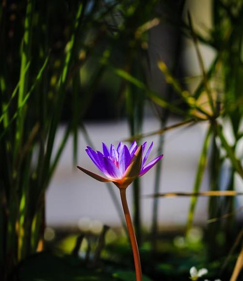 水中的花有哪些？它们在水生生态系统中扮演什么角色？