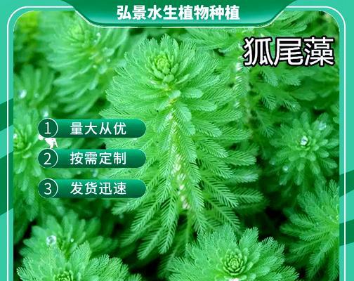 水中的花有哪些？它们在水生生态系统中扮演什么角色？