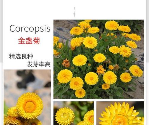 金盏菊的开花期是什么时候？如何种植？