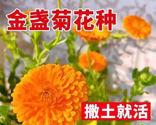 金盏菊的开花期是什么时候？如何种植？