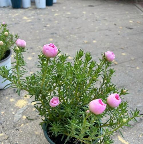 粉掌不开花怎么办？促进开花的秘诀是什么？