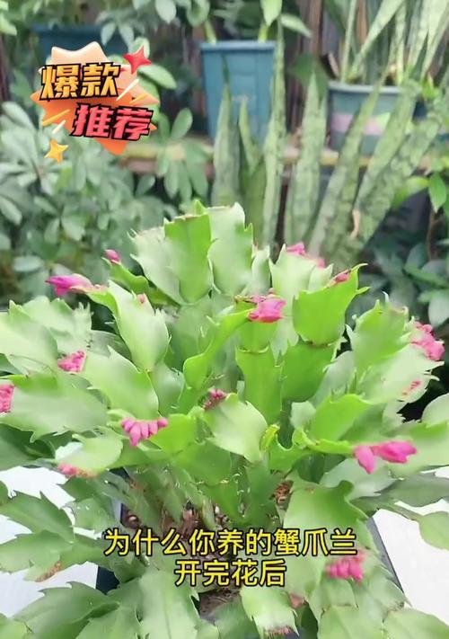 粉掌不开花怎么办？促进开花的秘诀是什么？