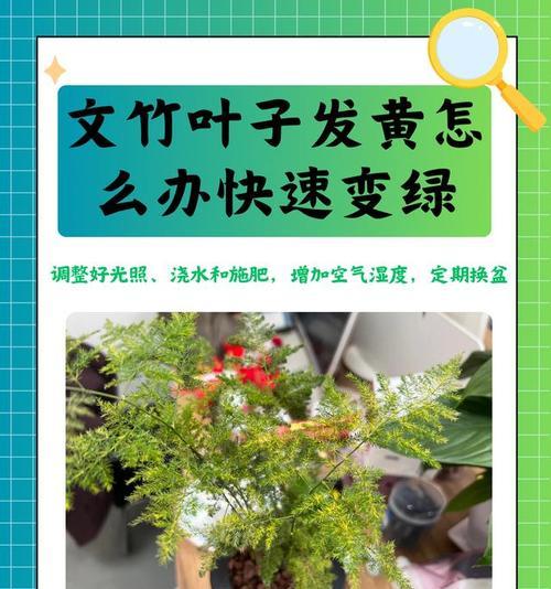 文竹发黄的原因及解决方法是什么？