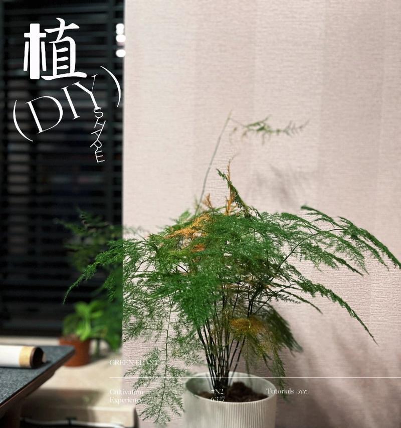 文竹发黄的原因及解决方法是什么？
