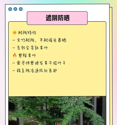 文竹发黄的原因及解决方法是什么？