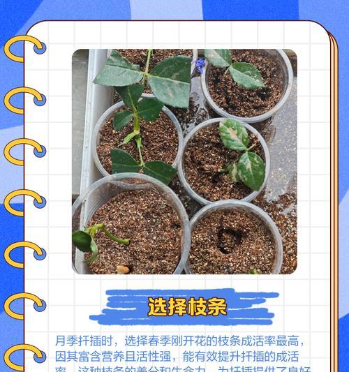 月季枝条插枝的正确步骤是什么？