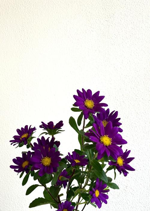 菊花有哪些常见品种？不同品种的花语是什么？