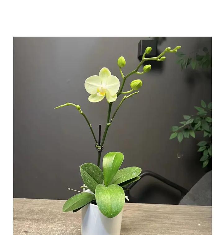 室内蝴蝶兰的种植方法有哪些？