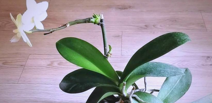 室内蝴蝶兰的种植方法有哪些？