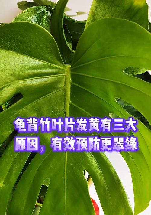 龟背竹叶片发黄的原因及处理？