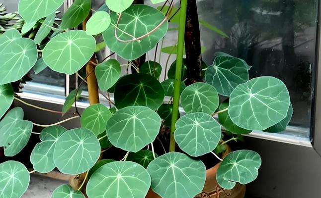 若绿植物的养护要点是什么？