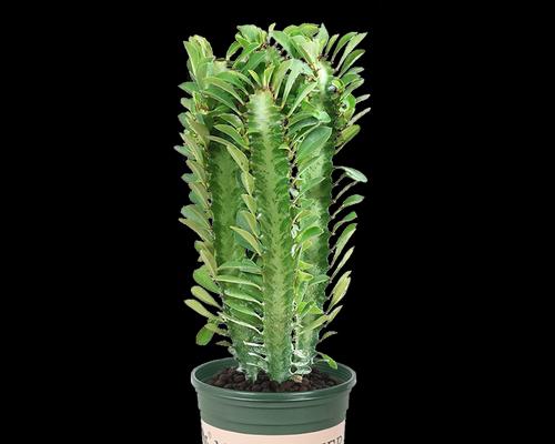 若绿植物的养护要点是什么？