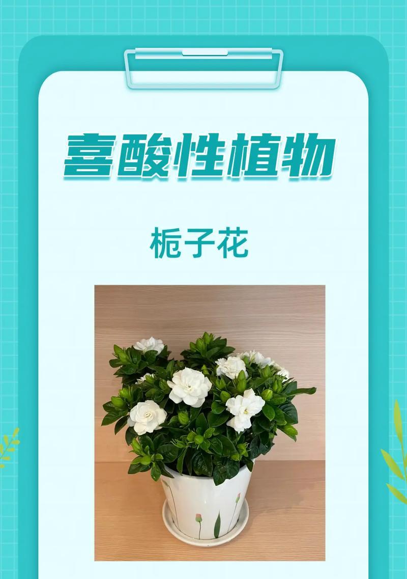 若绿植物的养护要点是什么？
