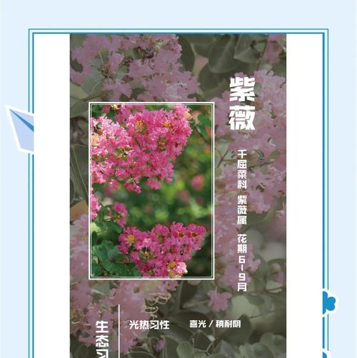 哪些观花乔木适合家庭种植？它们的特性是什么？