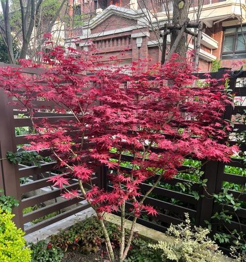 哪些观花乔木适合家庭种植？它们的特性是什么？