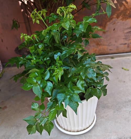 四季常绿植物有哪些？适合室内吗？