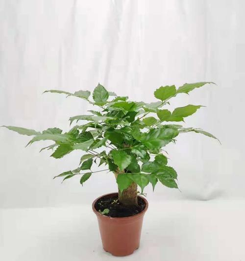 四季常绿植物有哪些？适合室内吗？
