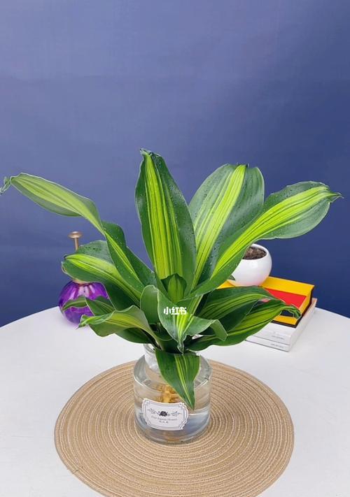 四季常绿植物有哪些？适合室内吗？