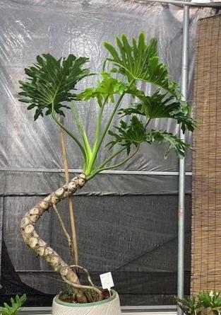春羽是什么？春羽植物的特征和养护方法有哪些？