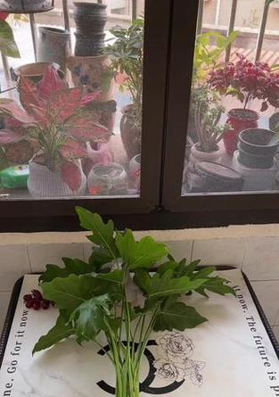 春羽是什么？春羽植物的特征和养护方法有哪些？