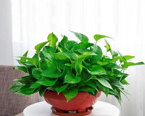 吸甲醛的花有哪些？它们的净化能力如何？