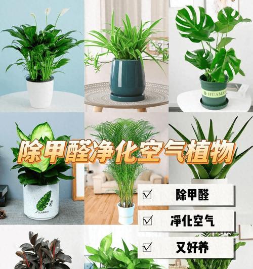 吸甲醛的花有哪些？它们的净化能力如何？