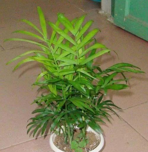 袖珍椰子需要什么样的土壤？如何为袖珍椰子选择合适的土壤？