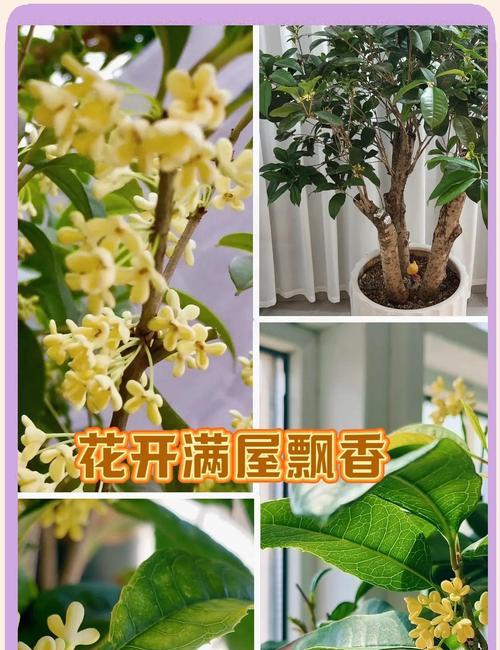 桂花是什么季节开？如何在家中养护桂花？