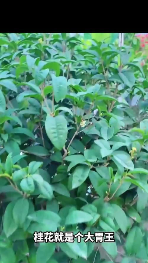 桂花是什么季节开？如何在家中养护桂花？