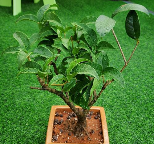桂花是什么季节开？如何在家中养护桂花？