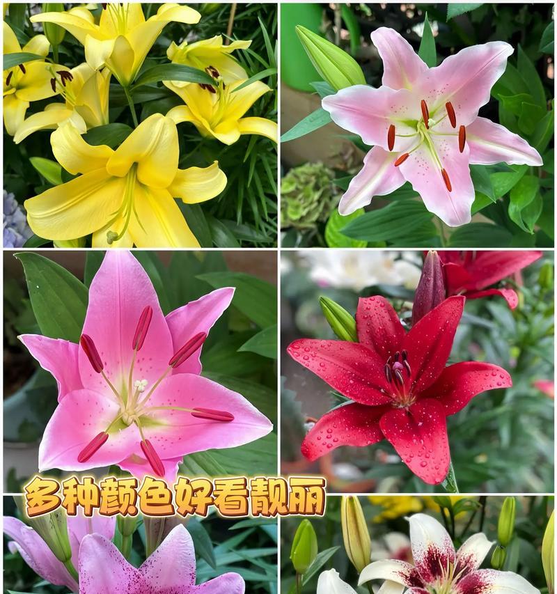 百合种球种植的步骤是什么？怎样确保百合花开得鲜艳？