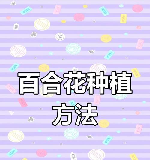 百合种球种植的步骤是什么？怎样确保百合花开得鲜艳？