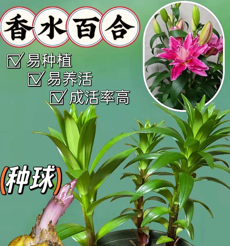 百合种球种植的步骤是什么？怎样确保百合花开得鲜艳？