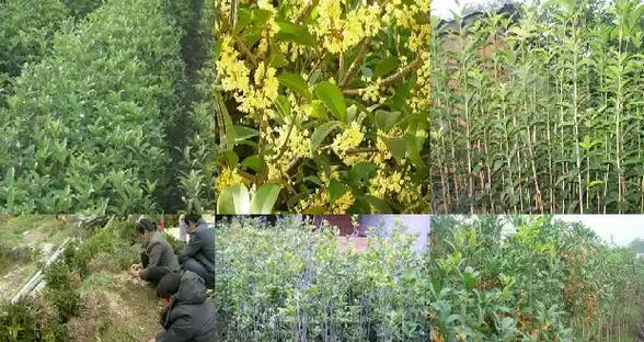 桂花嫁接常用的砧木有哪些？