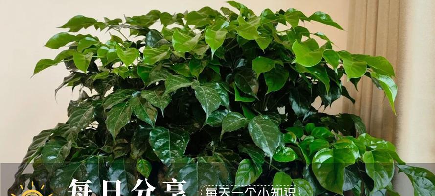 幸福树落叶的原因及解决方法？