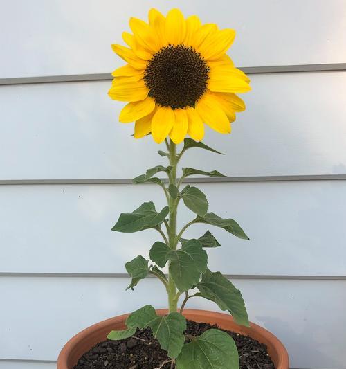 室内载什么花好？室内花卉种植的推荐和注意事项是什么？