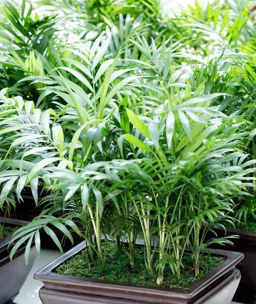 室内载什么花好？室内花卉种植的推荐和注意事项是什么？