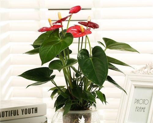 室内载什么花好？室内花卉种植的推荐和注意事项是什么？