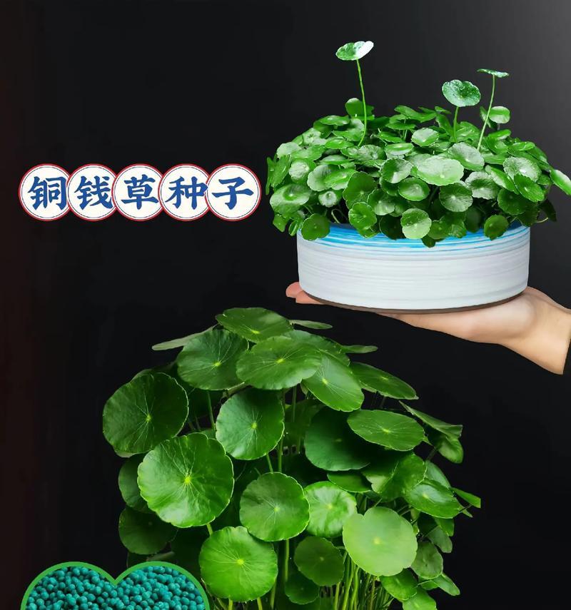 草籽播种的最佳时间是什么时候？怎样确保草籽顺利发芽？