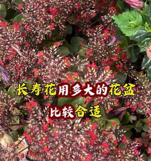 花草的养护技巧有哪些？怎样让花草长得更加茂盛？