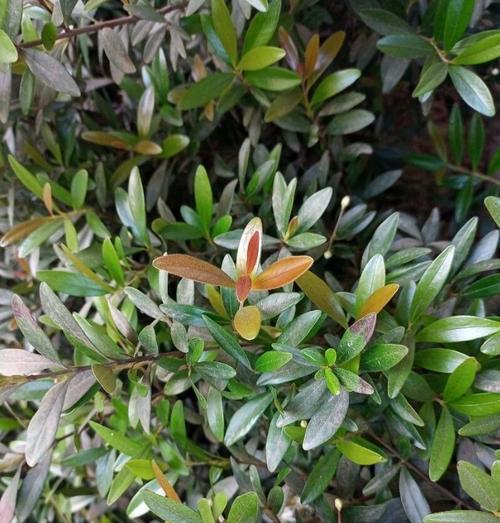 喜阳的植物有哪些？它们对光照的需求是什么？