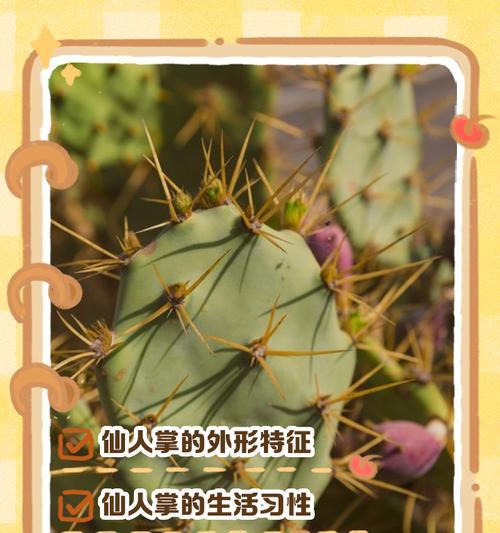仙人掌有多少种类？不同种类仙人掌的养护和特点是什么？