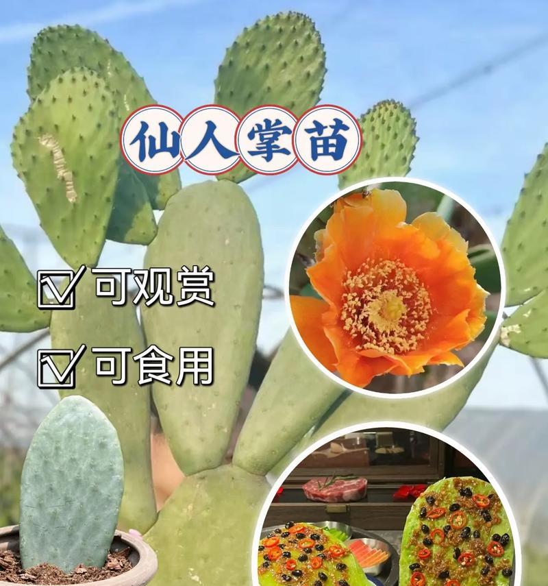 仙人掌有多少种类？不同种类仙人掌的养护和特点是什么？