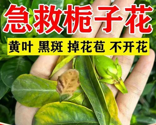 花叶子黄怎么办才能恢复绿色？