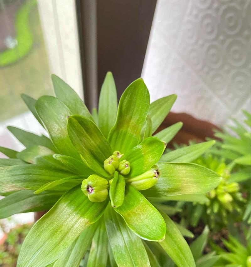 花叶子黄怎么办才能恢复绿色？