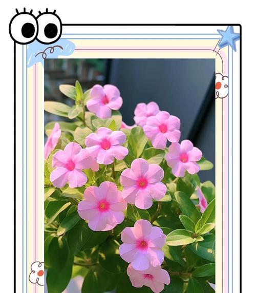 花叶子黄怎么办才能恢复绿色？