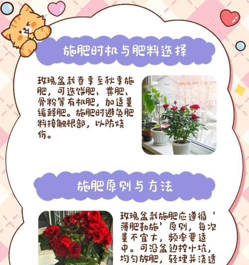 玫瑰花的养殖方法和如何处理病虫害？