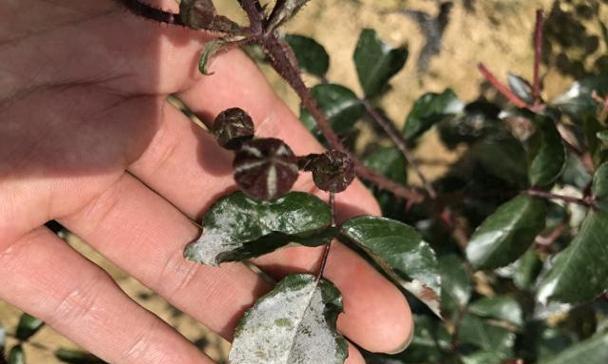 玫瑰花的养殖方法和如何处理病虫害？